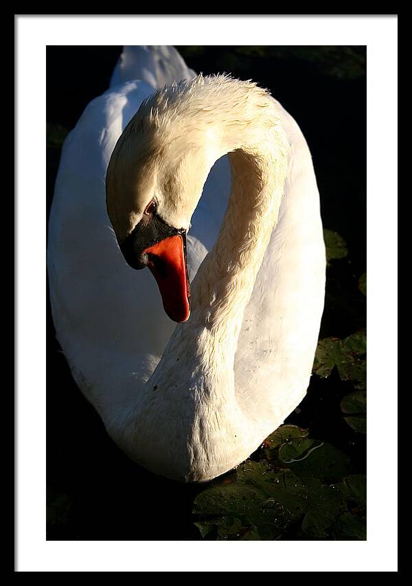 Picture of Swan Bird - Framed Print