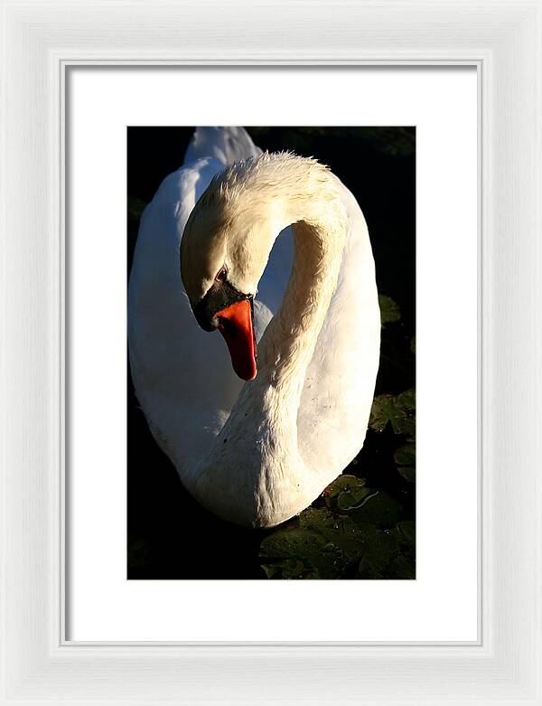 Picture of Swan Bird - Framed Print