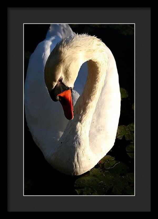 Picture of Swan Bird - Framed Print