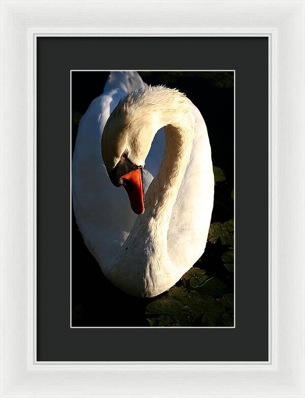 Picture of Swan Bird - Framed Print