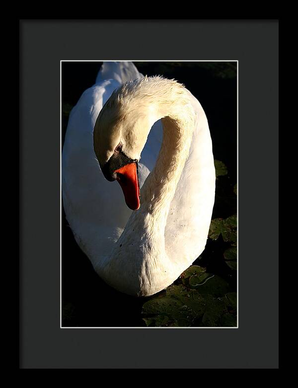 Picture of Swan Bird - Framed Print