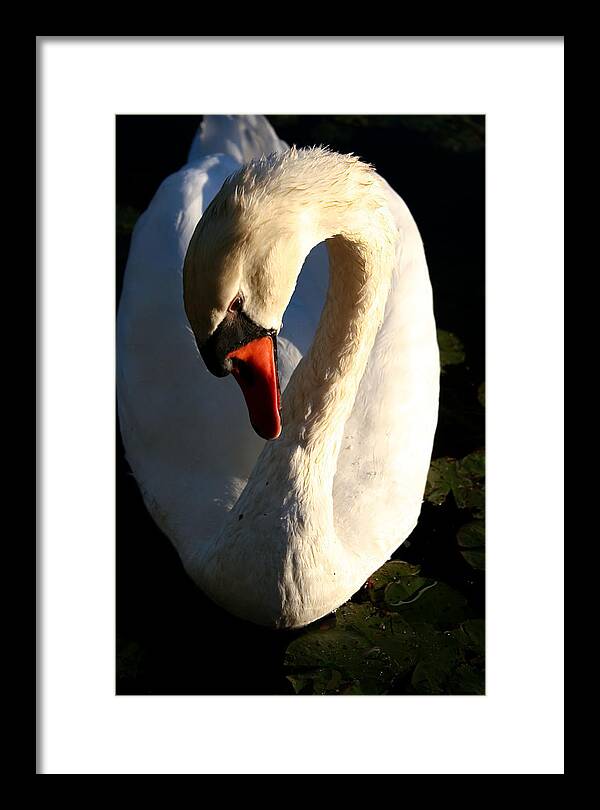 Picture of Swan Bird - Framed Print