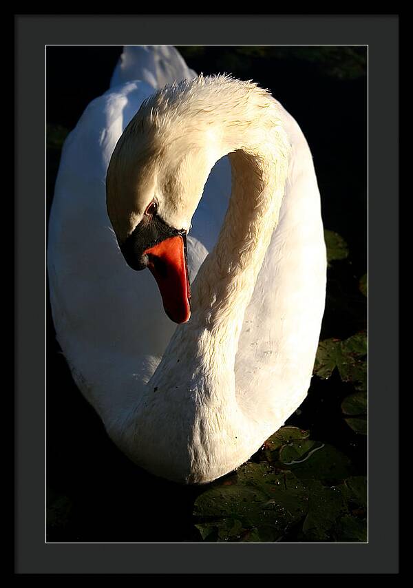 Picture of Swan Bird - Framed Print