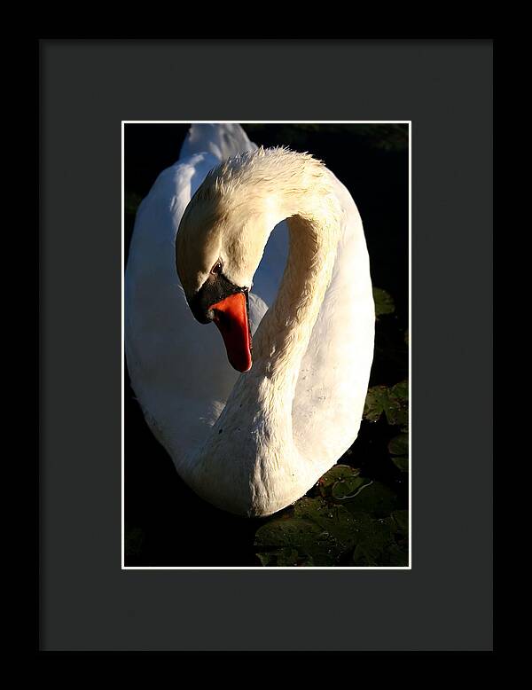 Picture of Swan Bird - Framed Print