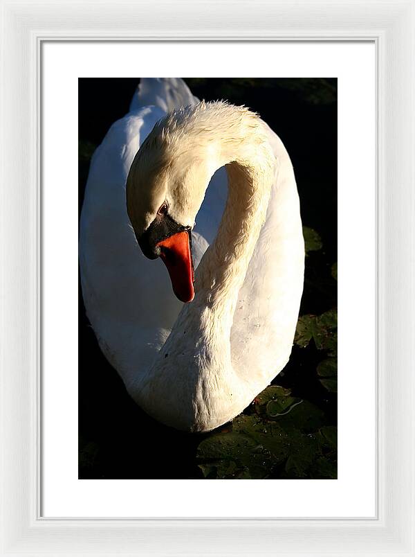 Picture of Swan Bird - Framed Print