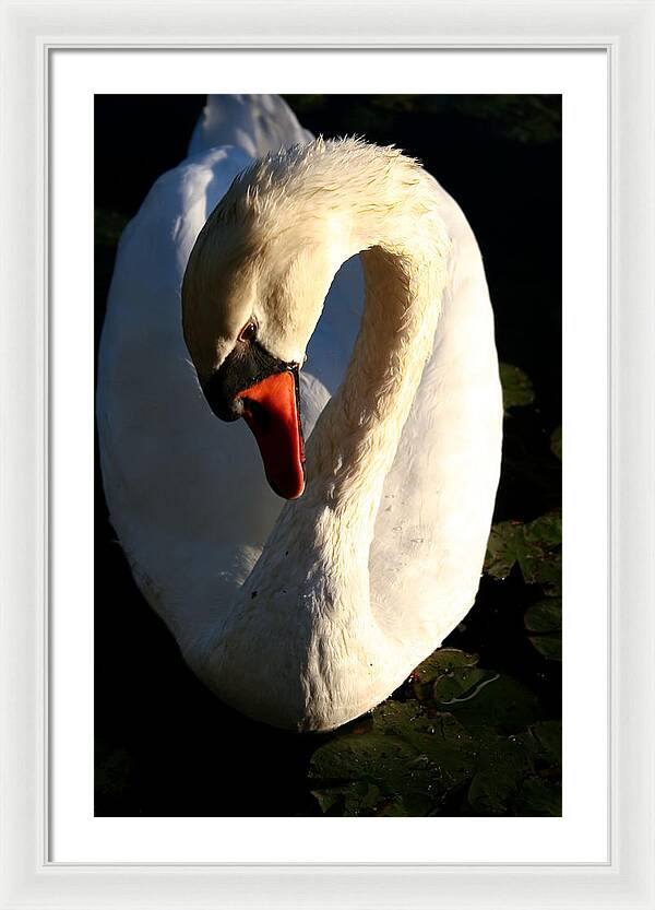 Picture of Swan Bird - Framed Print