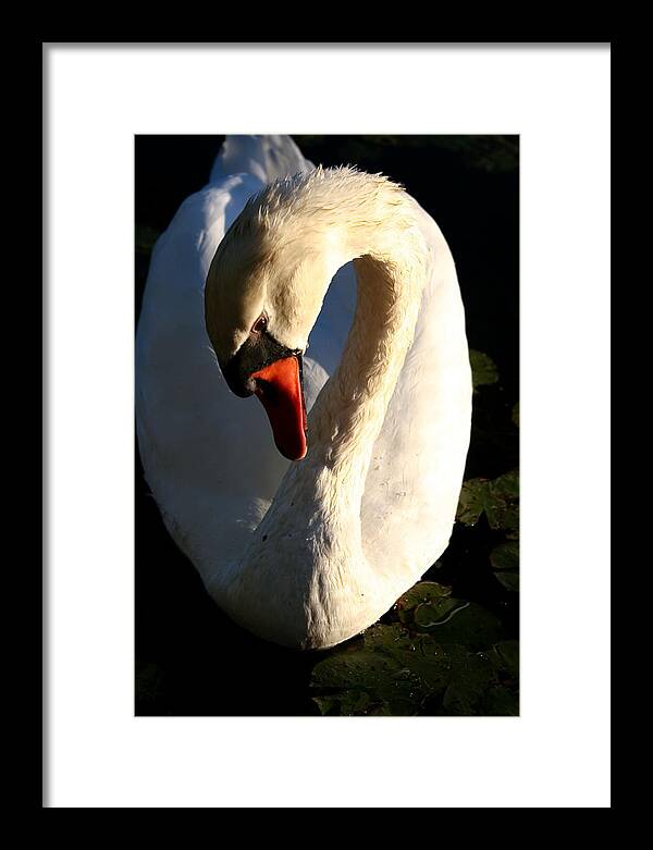 Picture of Swan Bird - Framed Print