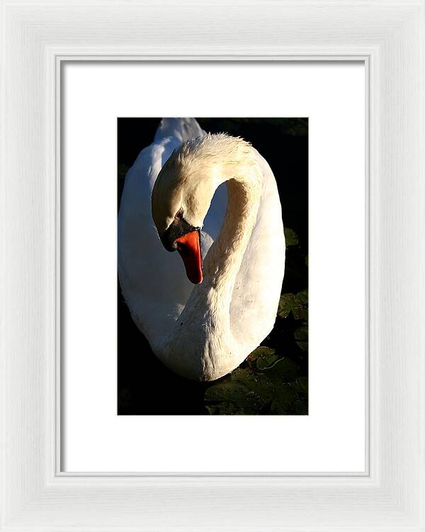 Picture of Swan Bird - Framed Print