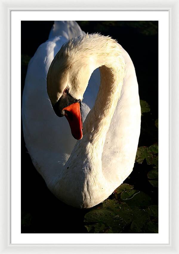 Picture of Swan Bird - Framed Print