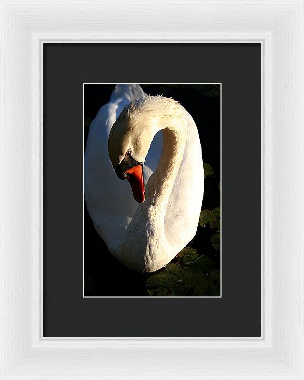 Picture of Swan Bird - Framed Print