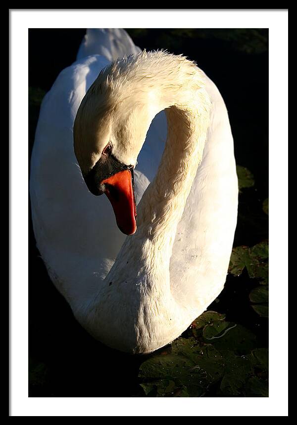 Picture of Swan Bird - Framed Print