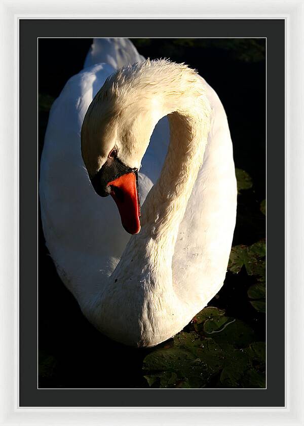 Picture of Swan Bird - Framed Print