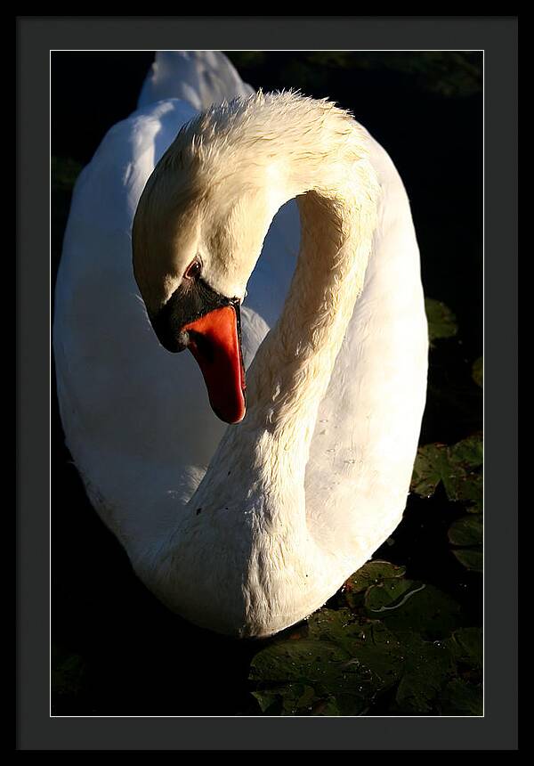 Picture of Swan Bird - Framed Print