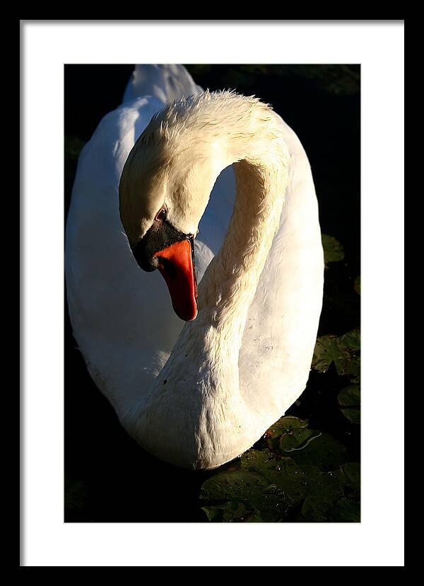 Picture of Swan Bird - Framed Print