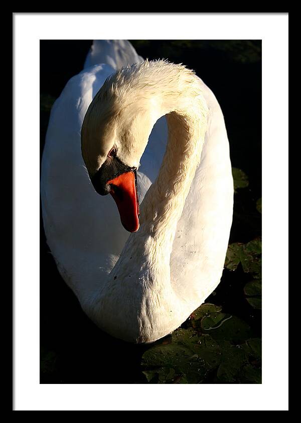 Picture of Swan Bird - Framed Print