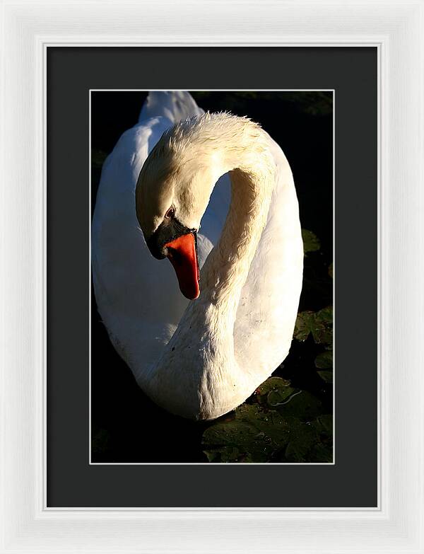 Picture of Swan Bird - Framed Print