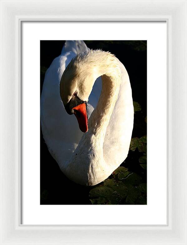 Picture of Swan Bird - Framed Print