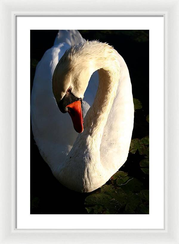 Picture of Swan Bird - Framed Print