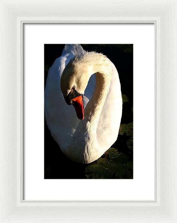 Picture of Swan Bird - Framed Print