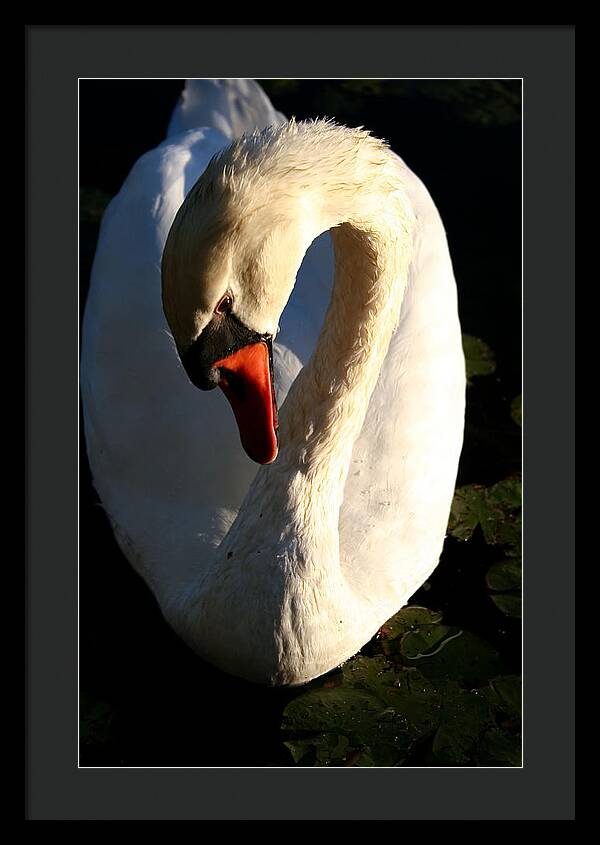 Picture of Swan Bird - Framed Print