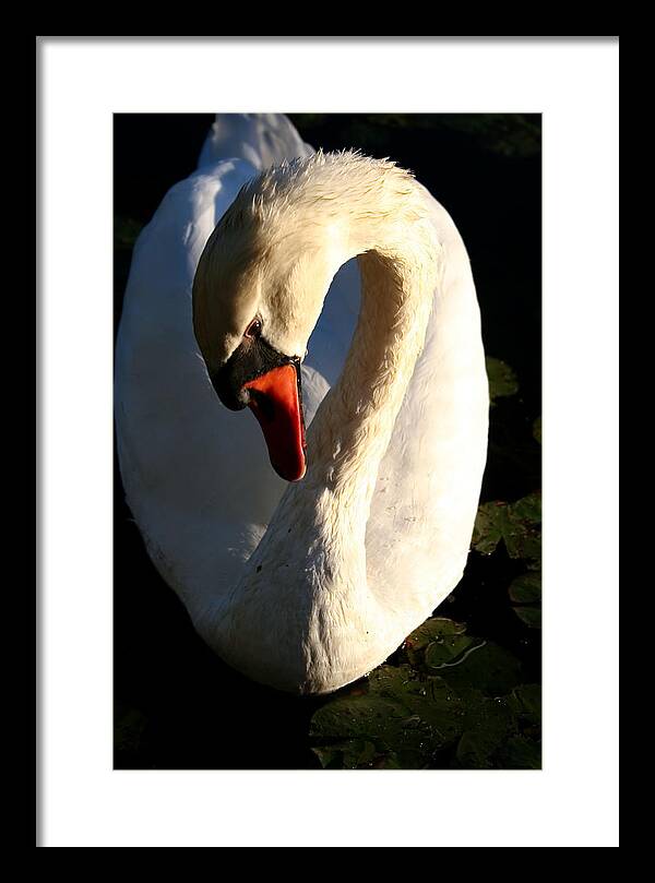 Picture of Swan Bird - Framed Print