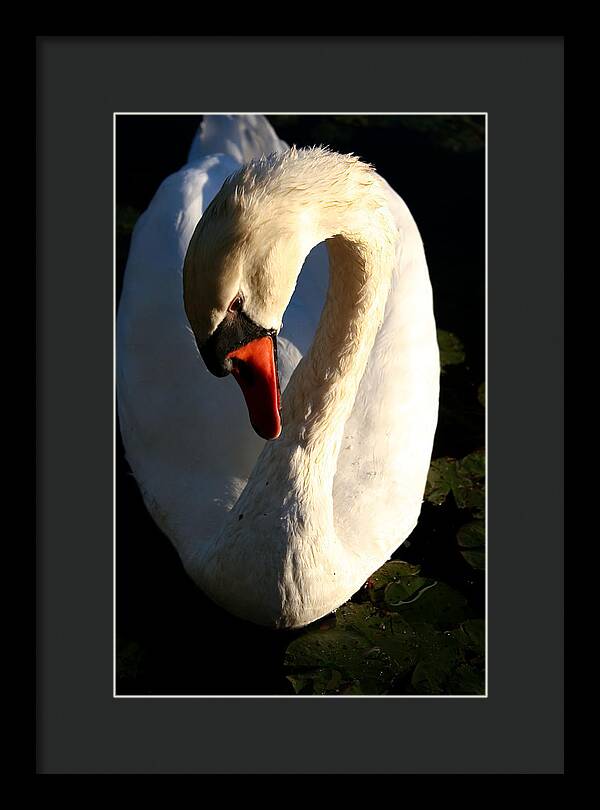 Picture of Swan Bird - Framed Print