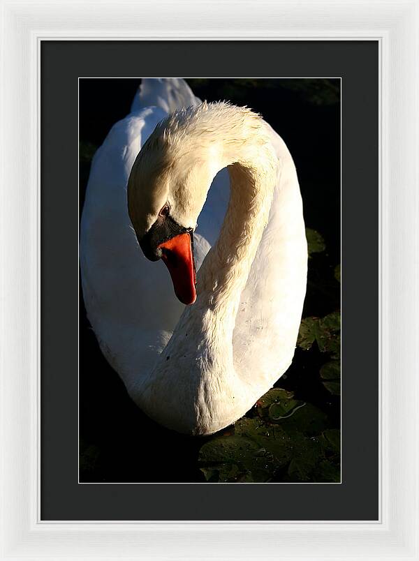 Picture of Swan Bird - Framed Print