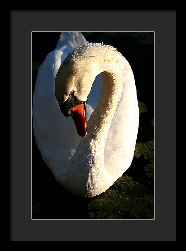 Picture of Swan Bird - Framed Print