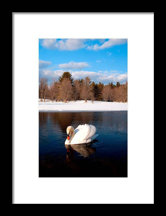 White Mute Swan - Framed Print