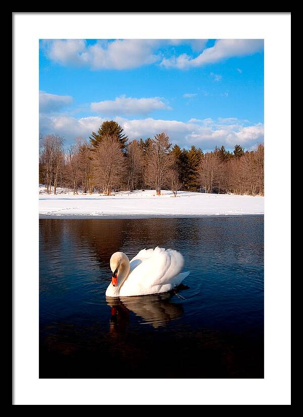 White Mute Swan - Framed Print