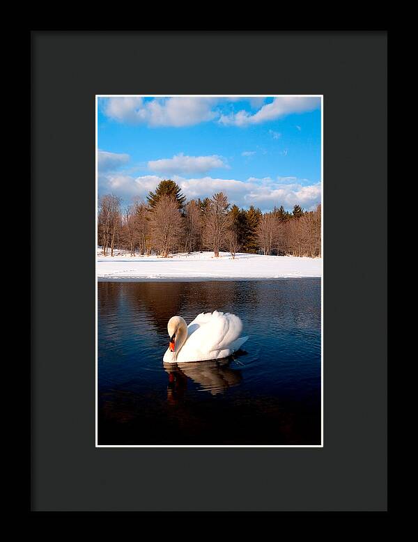 White Mute Swan - Framed Print