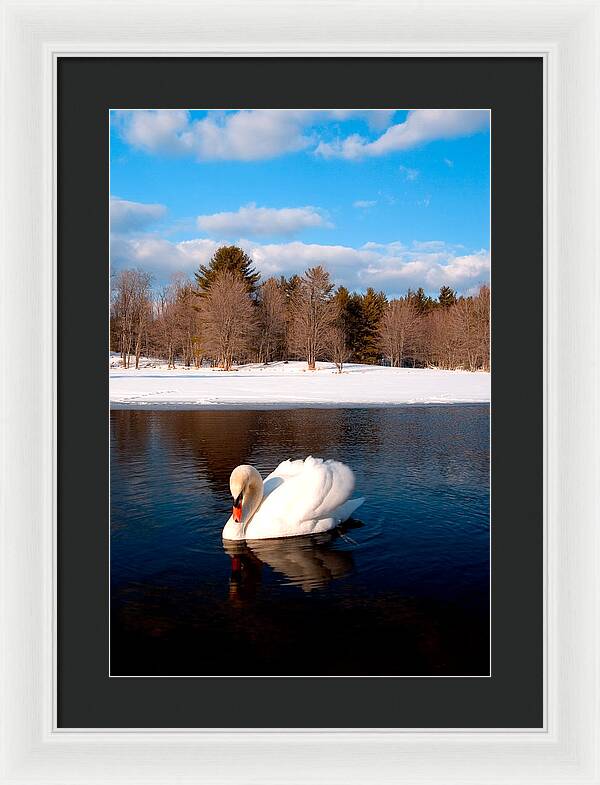 White Mute Swan - Framed Print