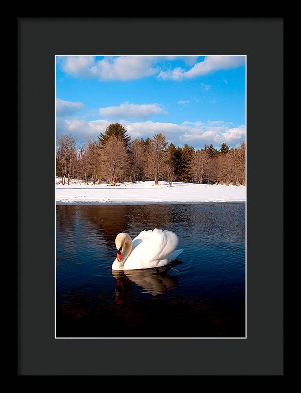 White Mute Swan - Framed Print