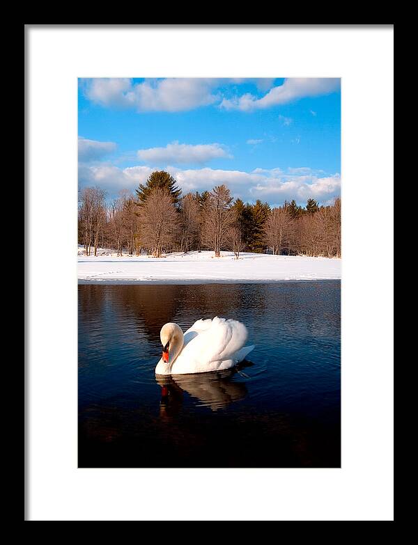 White Mute Swan - Framed Print