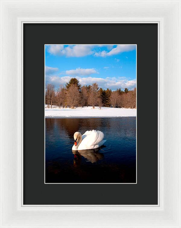 White Mute Swan - Framed Print