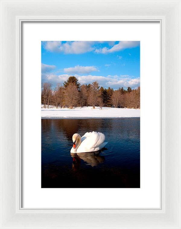 White Mute Swan - Framed Print