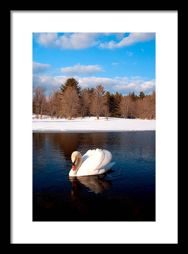 White Mute Swan - Framed Print