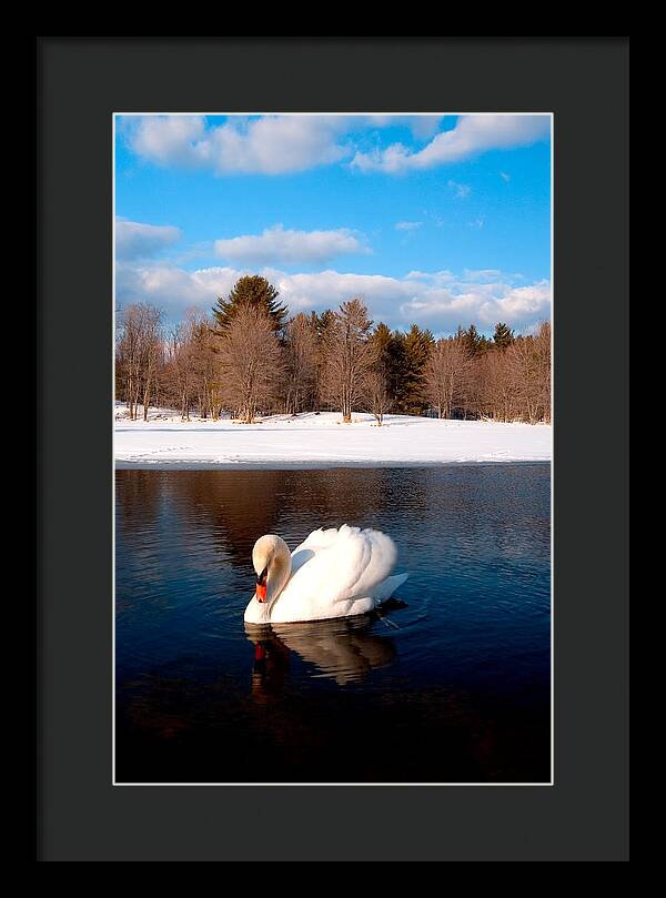 White Mute Swan - Framed Print