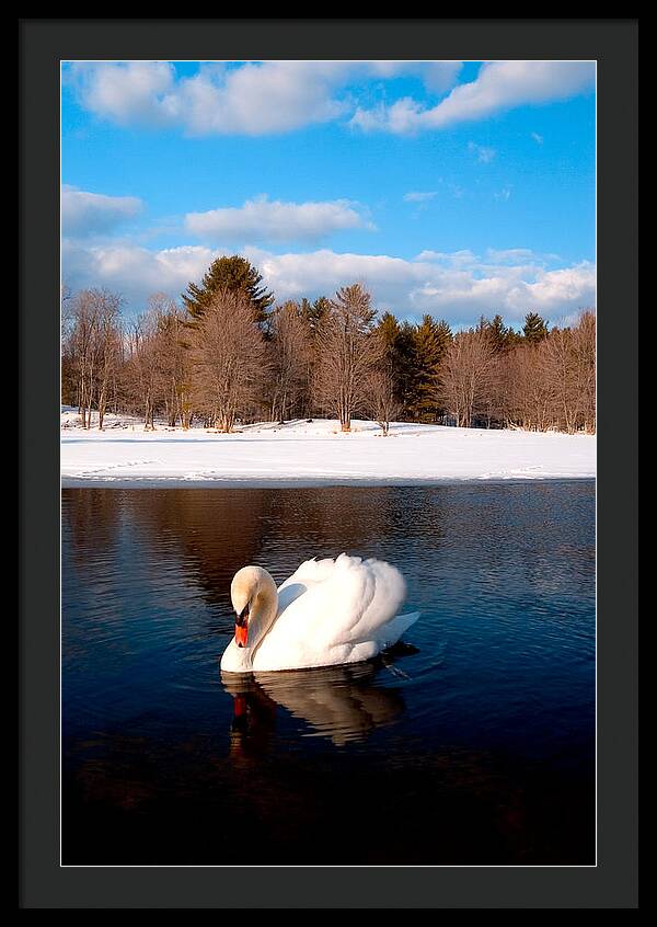 White Mute Swan - Framed Print