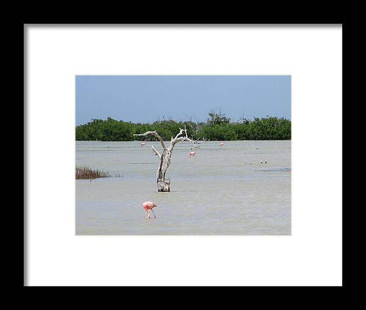 Pink Flamingos Yucatan, Mexico - Framed Print