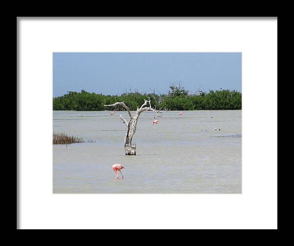 Pink Flamingos Yucatan, Mexico - Framed Print