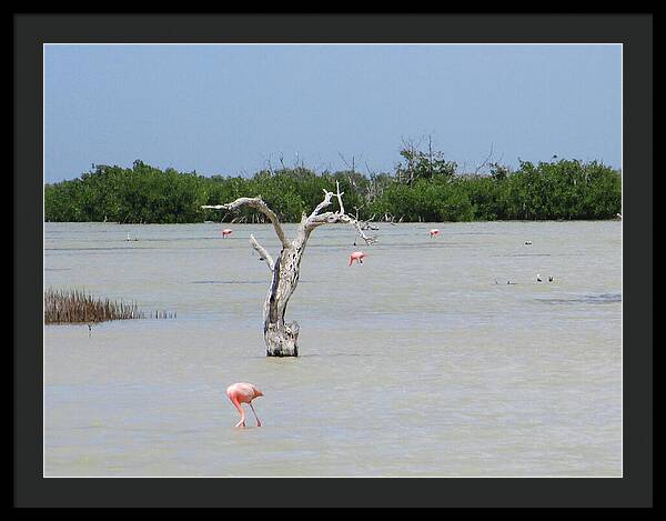 Pink Flamingos Yucatan, Mexico - Framed Print