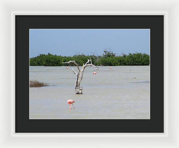 Pink Flamingos Yucatan, Mexico - Framed Print