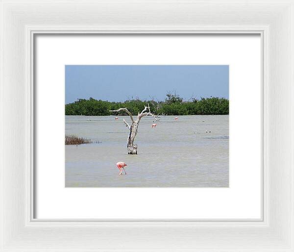 Pink Flamingos Yucatan, Mexico - Framed Print