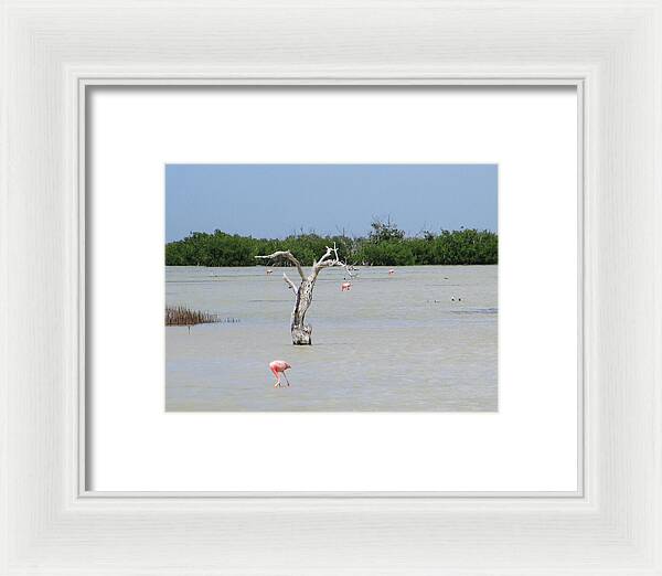 Pink Flamingos Yucatan, Mexico - Framed Print