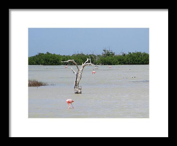 Pink Flamingos Yucatan, Mexico - Framed Print