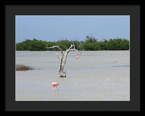 Pink Flamingos Yucatan, Mexico - Framed Print