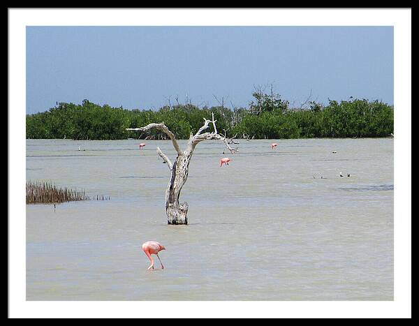 Pink Flamingos Yucatan, Mexico - Framed Print