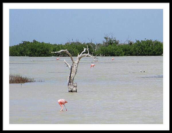 Pink Flamingos Yucatan, Mexico - Framed Print