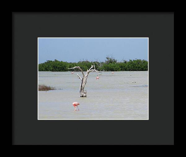 Pink Flamingos Yucatan, Mexico - Framed Print